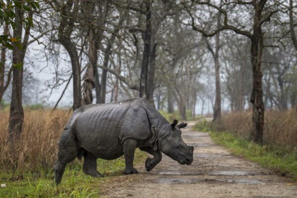 Bleeding Rhino in Assam’s Orang National Park With Horn Sawed Off