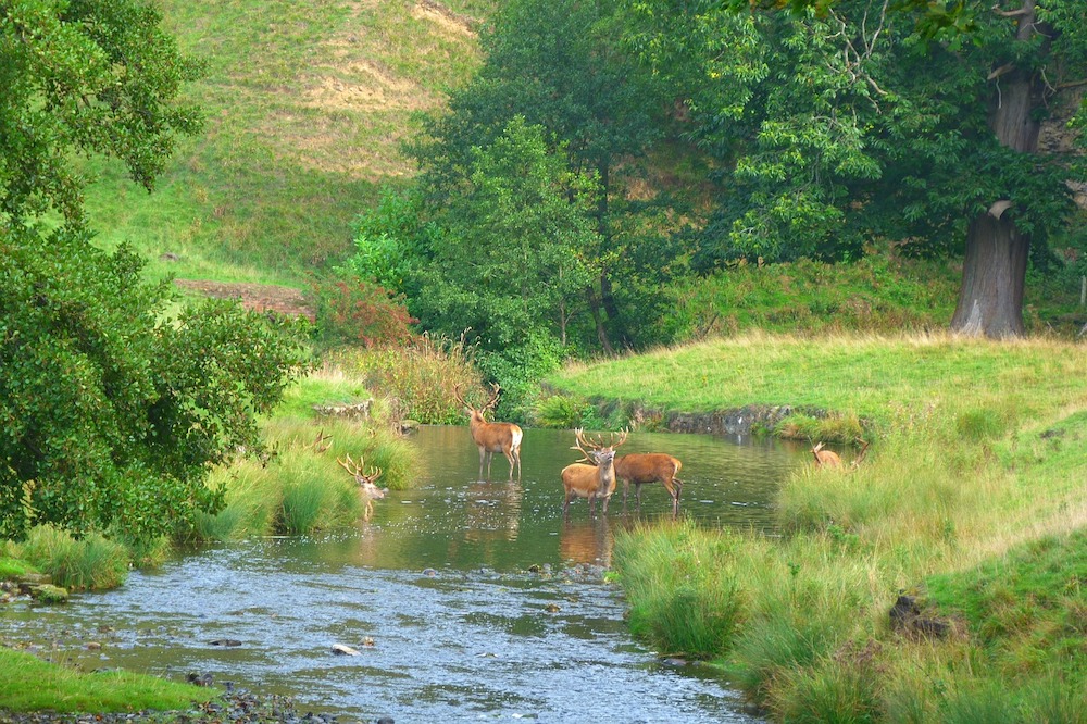 England Turning 99,000 Hectares of Land into Nature Recovery Projects