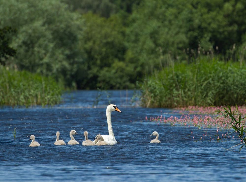 England Turning 99,000 Hectares of Land into Nature Recovery Projects