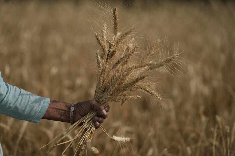 Extreme Heatwave Jeopardizes India’s Wheat Harvest-it