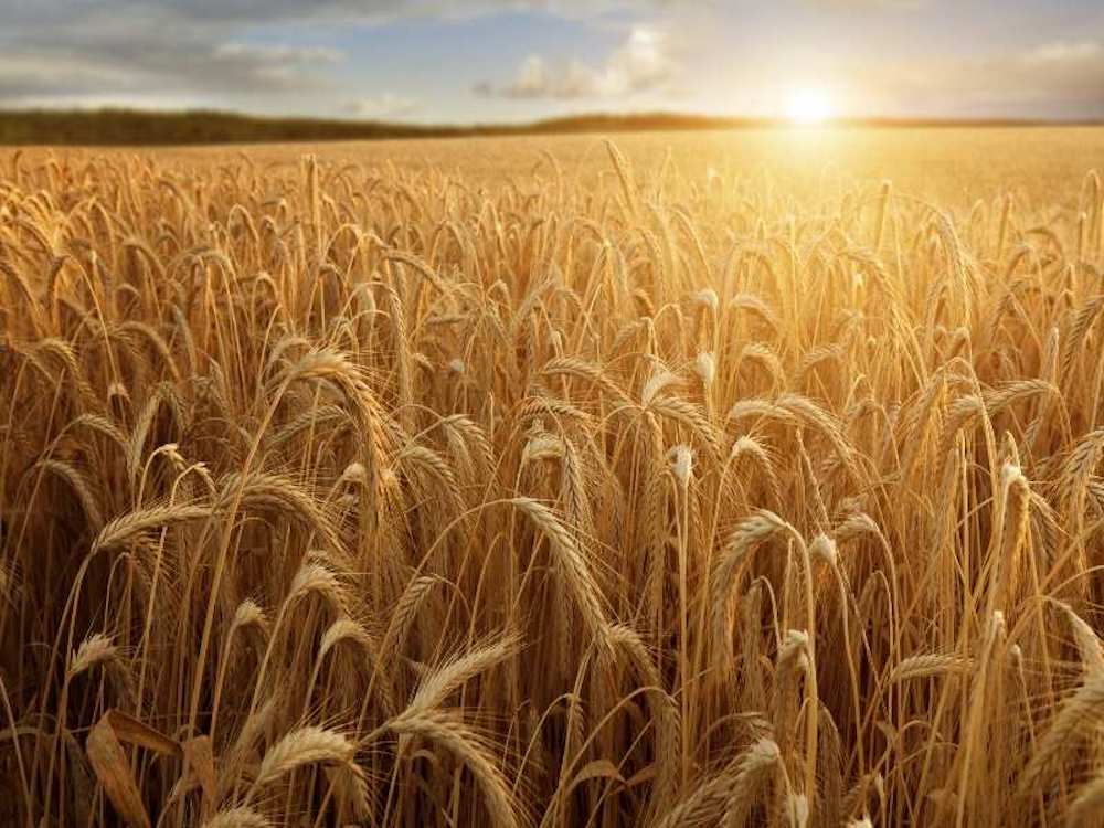 Extreme Heatwave Jeopardizes India’s Wheat Harvest-it