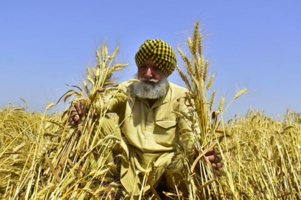 Extreme Heatwave Jeopardizes India’s Wheat Harvest-it