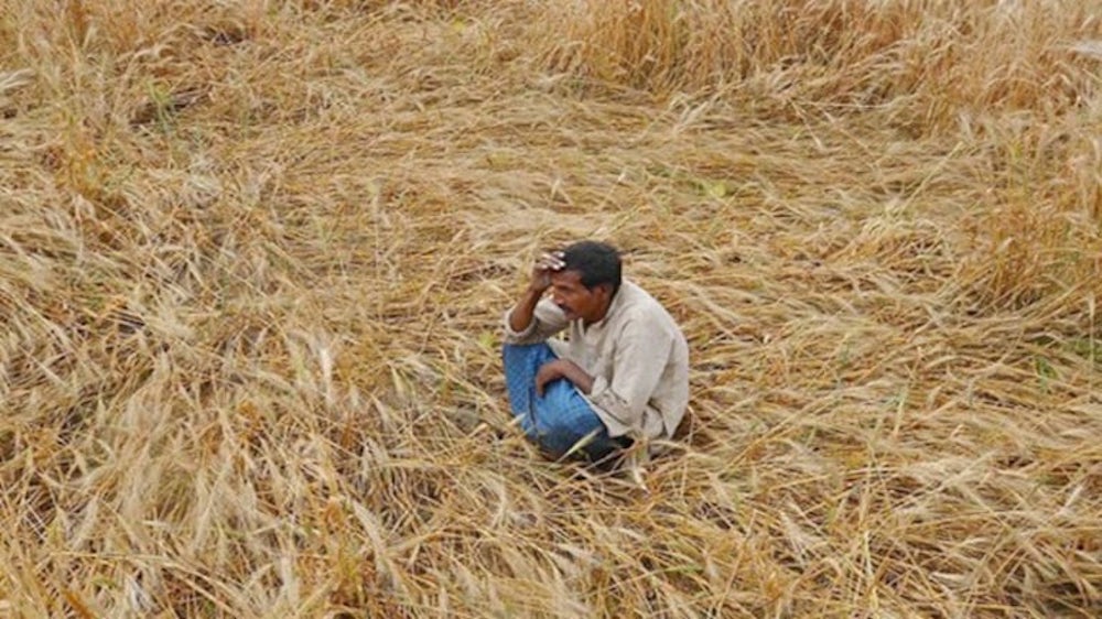 Extreme Heatwave Jeopardizes India’s Wheat Harvest-it