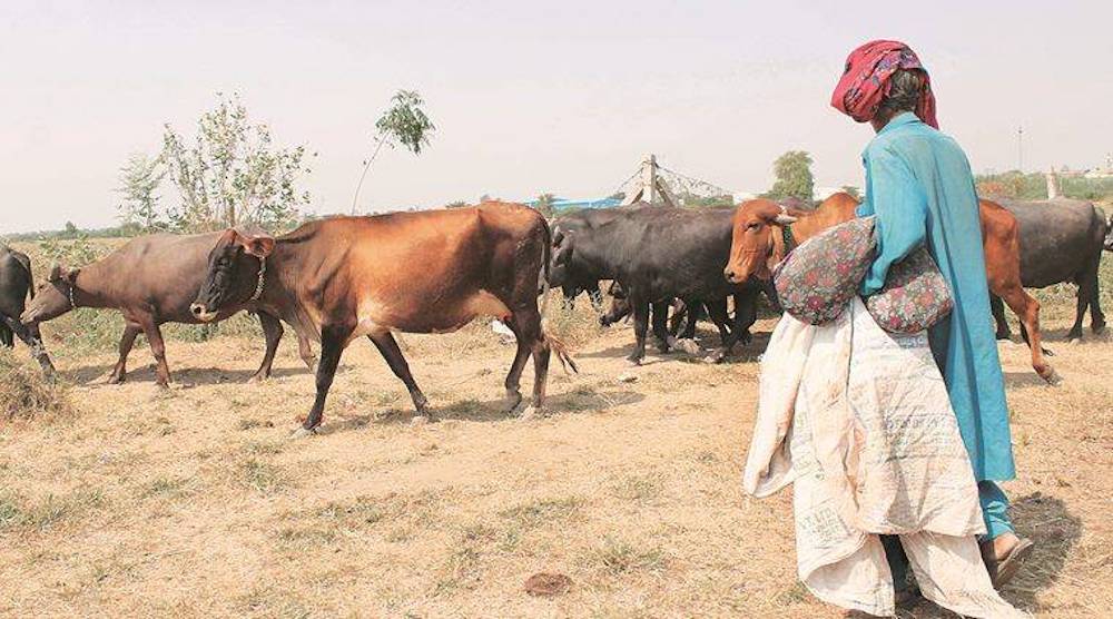 Farmers Face Dry Fodder Shortage Due to Wheat Crisis, Climate Change