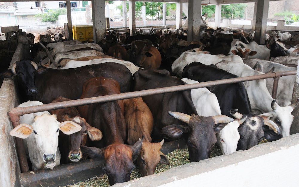 Farmers Face Dry Fodder Shortage Due to Wheat Crisis, Climate Change