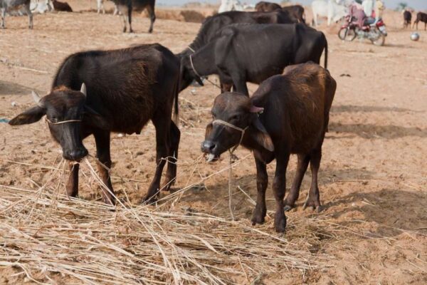 Farmers Face Dry Fodder Shortage Due to Wheat Crisis, Climate Change