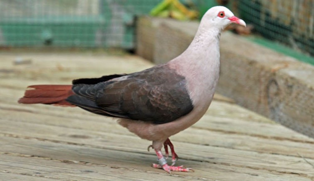 Inbreeding Threatens Mauritius’s Pink Pigeons