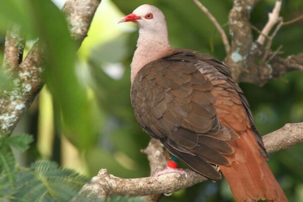 Inbreeding Threatens Mauritius’s Pink Pigeons