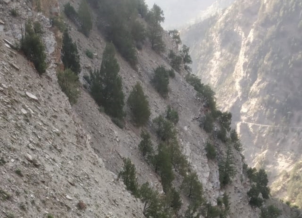 Kinnaur People Fear Hydropower Projects Will Destroy Chilgoza Pine Trees