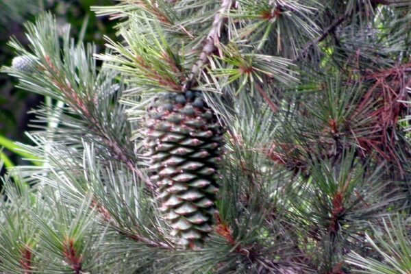 Kinnaur People Fear Hydropower Projects Will Destroy Chilgoza Pine Trees-1