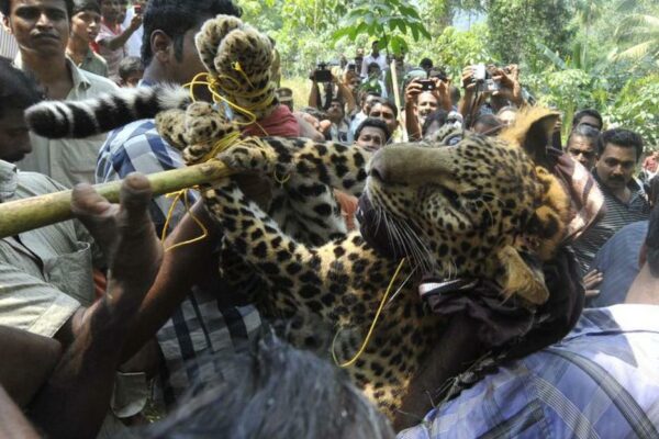 Leopard Brutally Killed in UP Village, Forest Department to File FIR Against Locals