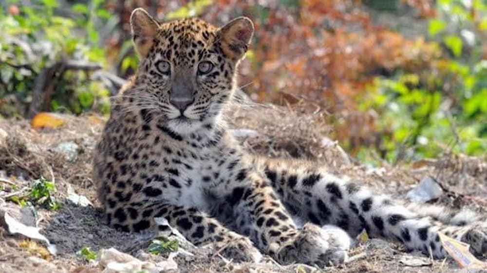 Leopard Brutally Killed in UP Village, Forest Department to File FIR Against Locals