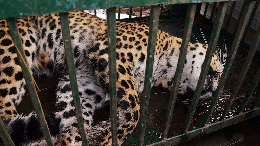 Leopard Brutally Killed in UP Village, Forest Department to File FIR Against Locals