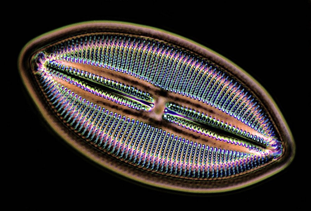 Ocean Acidification Could Decline Diatoms