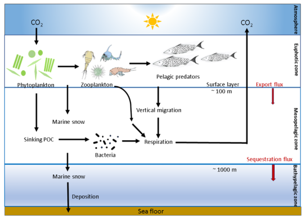 Ocean Acidification Could Decline Diatoms