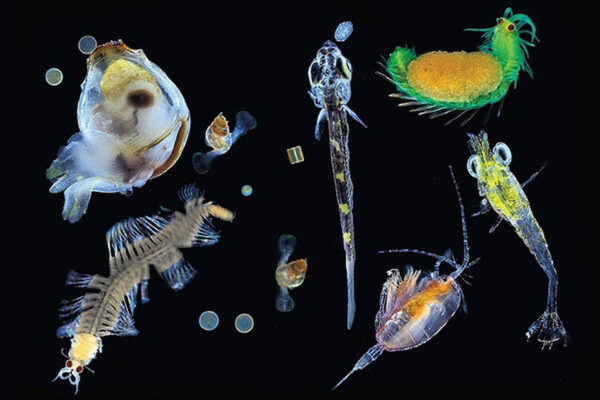 Ocean Acidification Could Decline Diatoms