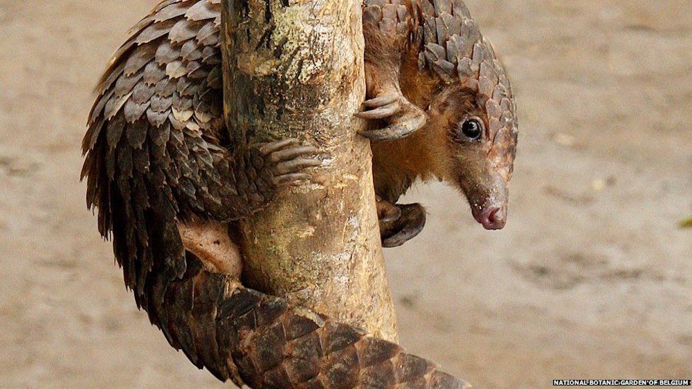 Poaching Pushes Sunda Pangolins to Higher Risk of Extinction Soon