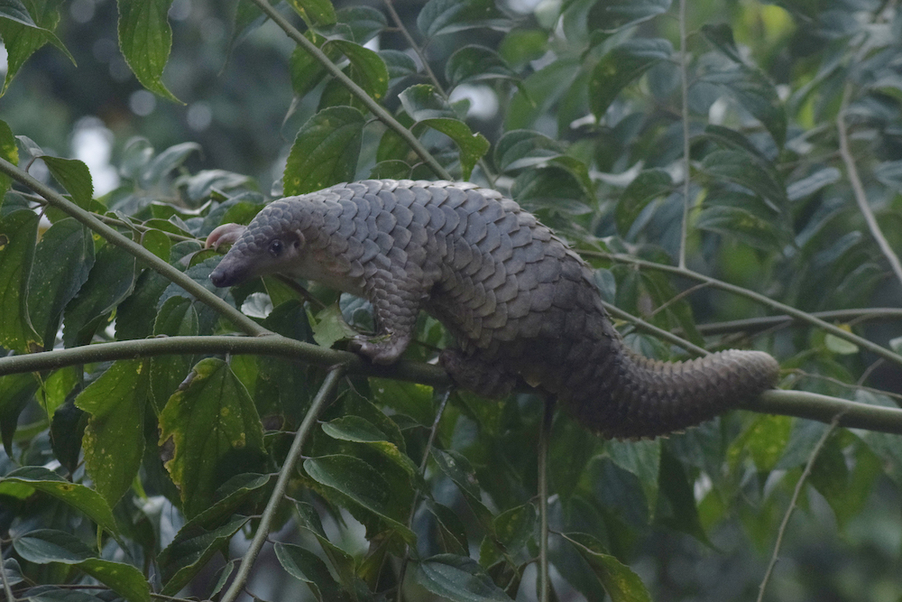 Poaching Pushes Sunda Pangolins to Higher Risk of Extinction Soon