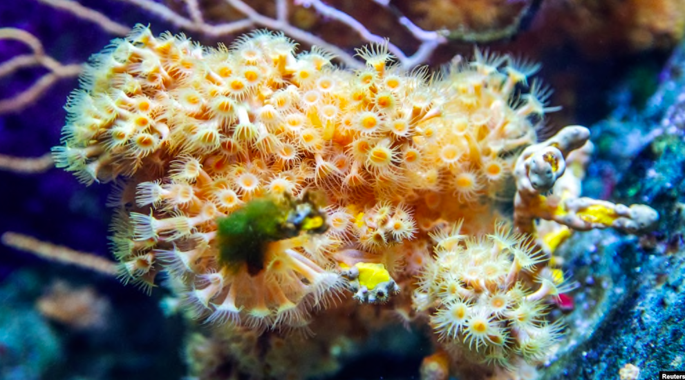 Researchers Find Chemical Compound in Soft Corals to Fight Cancer -1