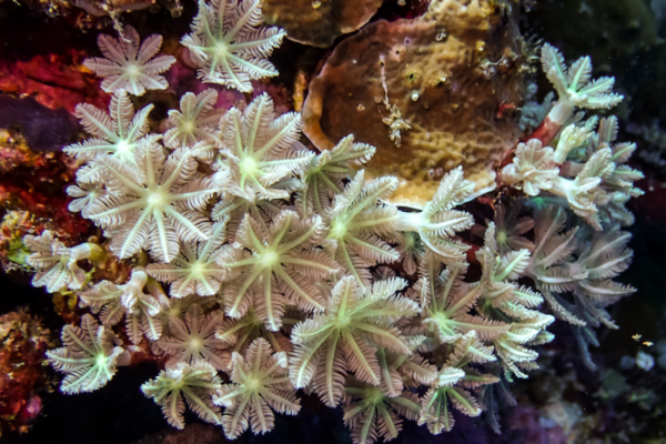 Researchers Find Chemical Compound in Soft Corals to Fight Cancer