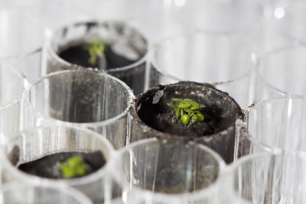 Scientists Manage to Successfully Grow Plants in Lunar Soil