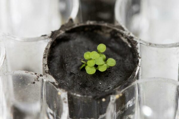 Scientists Manage to Successfully Grow Plants in Lunar Soil