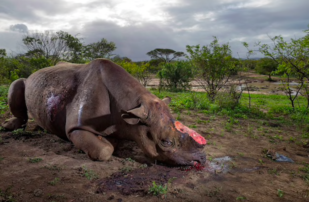 Bleeding Rhino in Assam’s Orang National Park With Horn Sawed Off