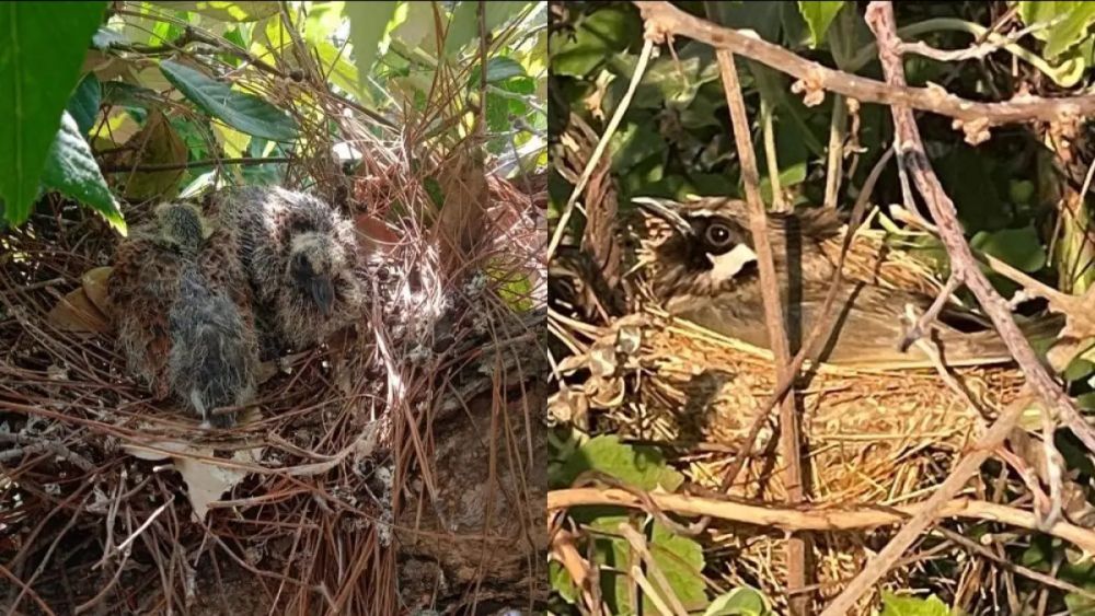 Shimla Environmentalist Fights Through Flames To Save Seven Chicks