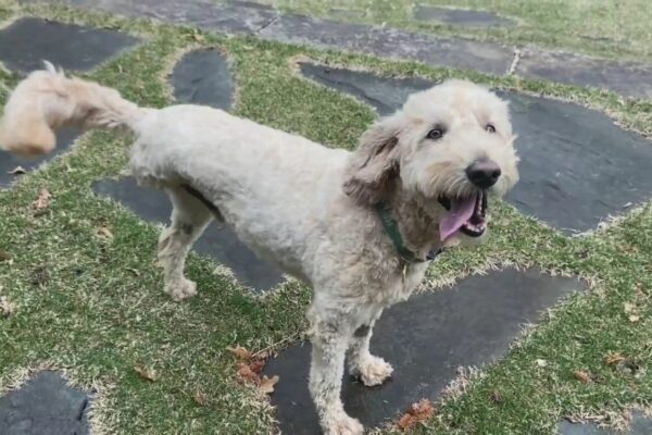 Three-Legged Dog Fighting Cancer Saves Baby Otter from River