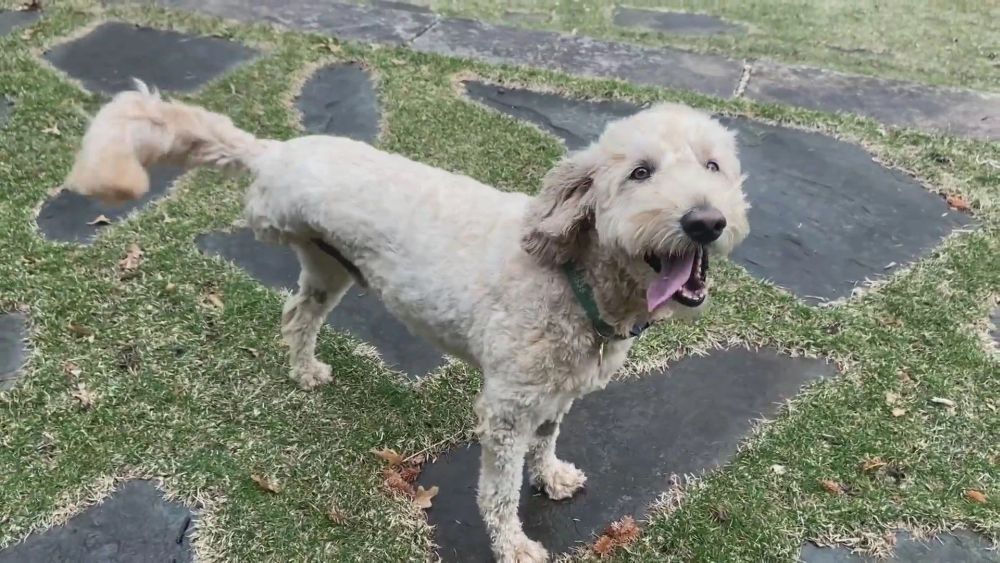 Three-Legged Dog Fighting Cancer Saves Baby Otter from River