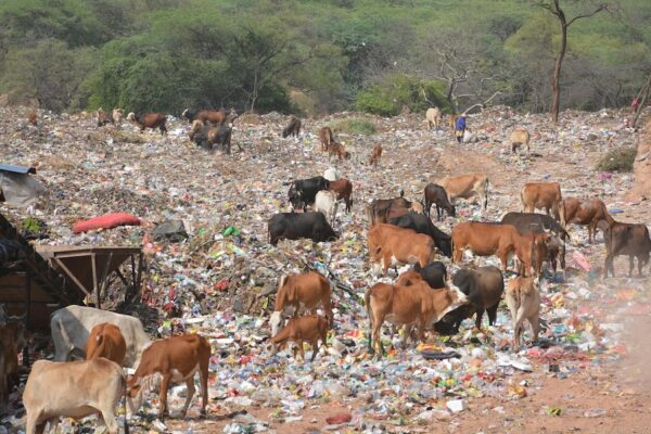 Turning Jhuriwala Forest Area into Garbage Dump Threatens Wildlife & Ecosystem