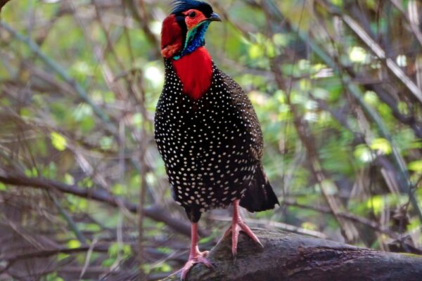 Western Tragopan’s Clan on Rise in HP’s Great Himalayan National Park