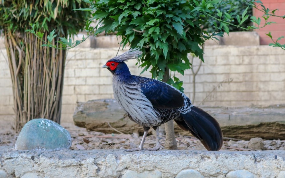 Western Tragopan’s Clan on Rise in HP’s Great Himalayan National Park