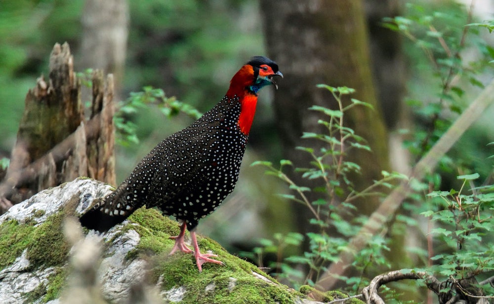 Western Tragopan’s Clan on Rise in HP’s Great Himalayan National Park