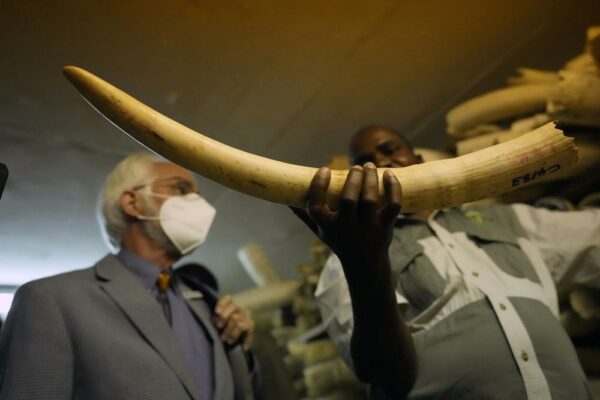 Zimbabwe Might Legalize International Ivory Trade After 30 Years