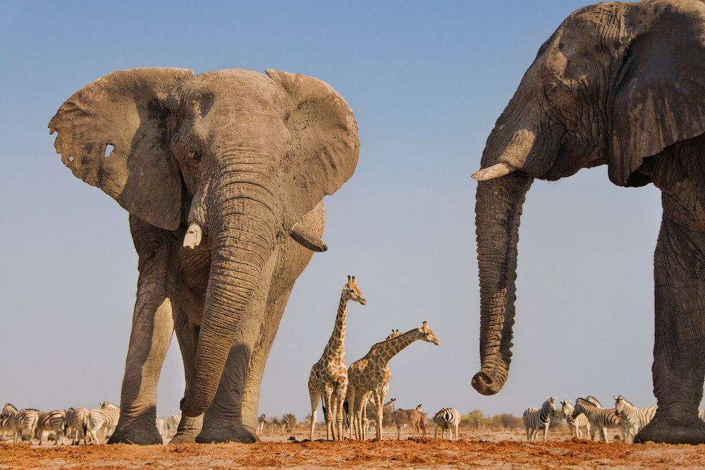 Zimbabwe Might Legalize International Ivory Trade After 30 Years