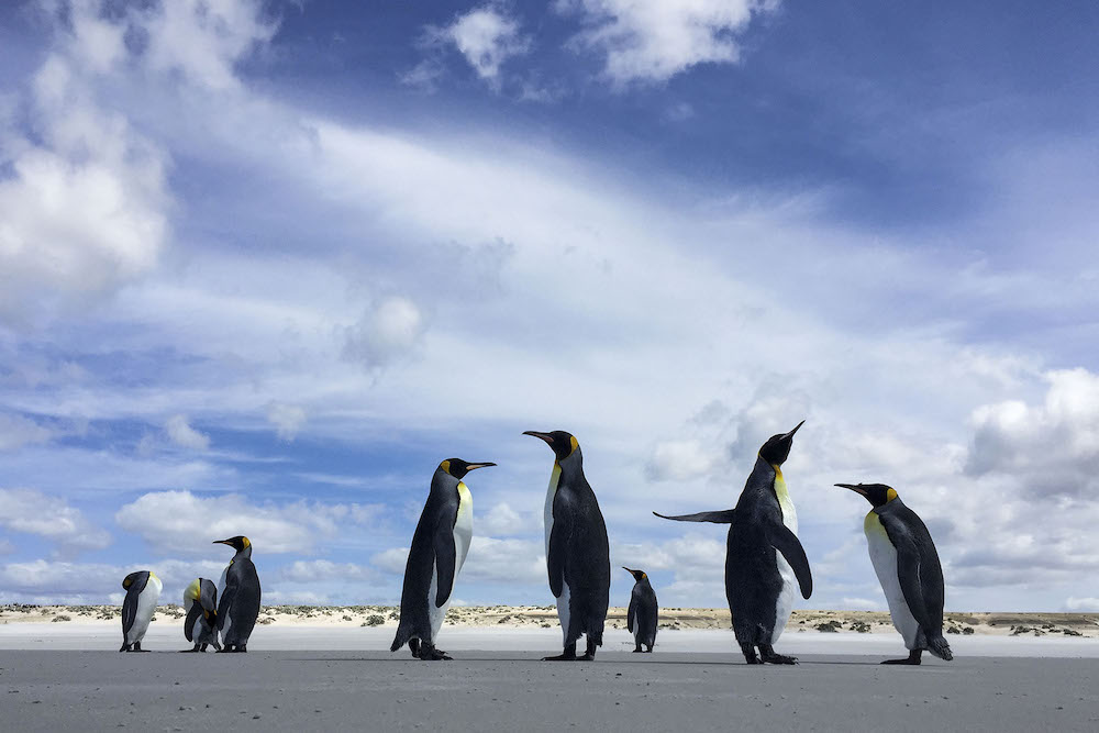 emperor penguins at risk of extinction