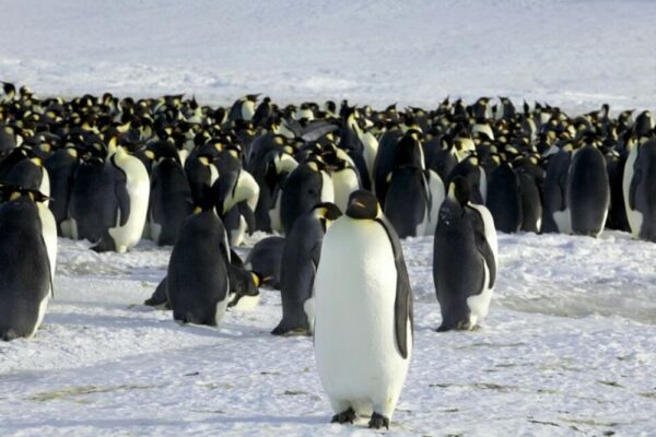 emperor penguins at risk of extinction