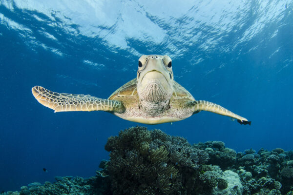 hawksbill Migrating turtles don't know their way