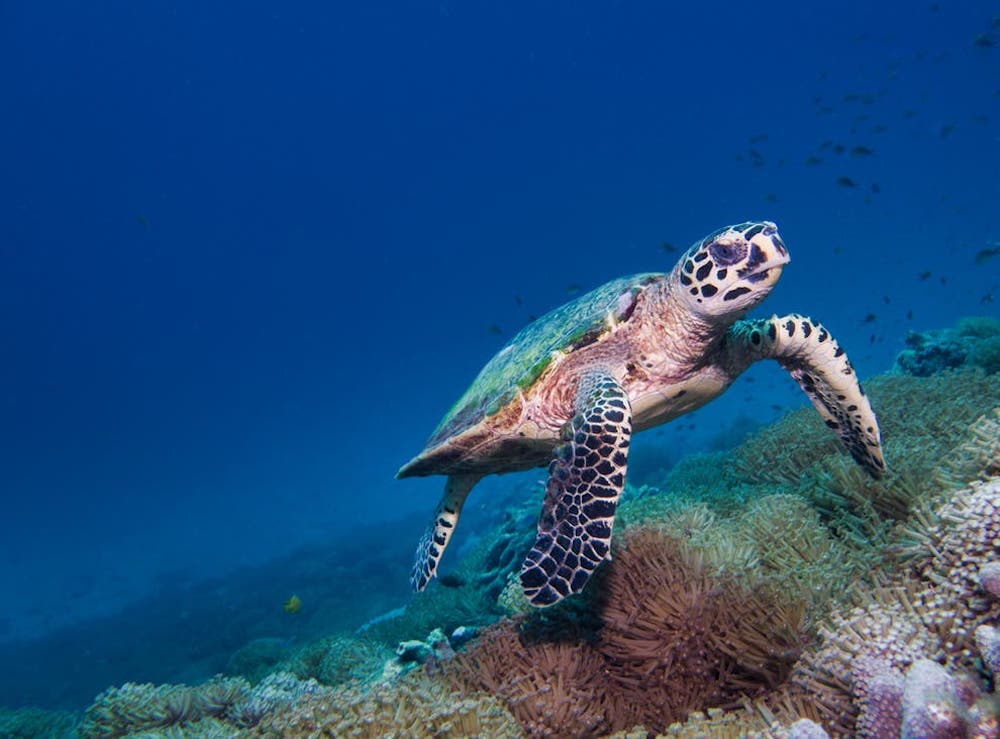 hawksbill Migrating turtles don't know their way