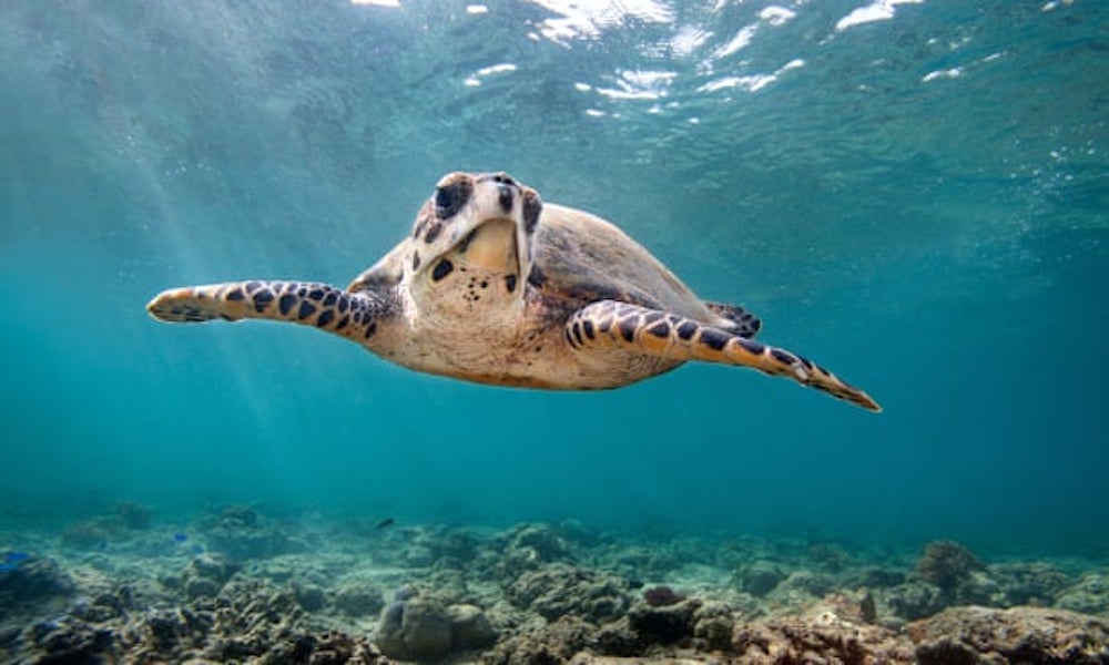 hawksbill Migrating turtles don't know their way