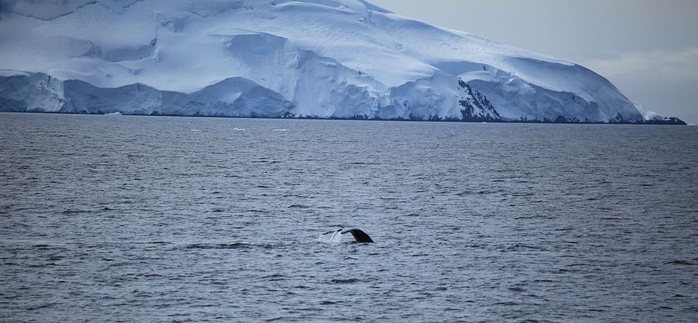 Antarctica No More Pristine! Microplastics Found on Fresh Snow