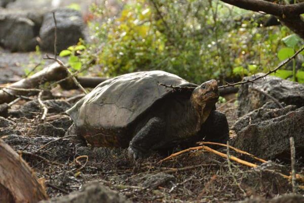 Extinct ‘Fantastic Giant Tortoise’ Now Confirmed Alive After a Century