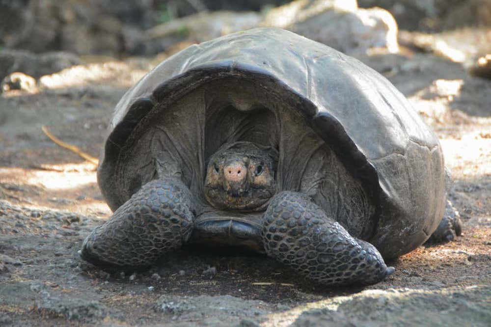 Extinct ‘Fantastic Giant Tortoise’ Now Confirmed Alive After a Century