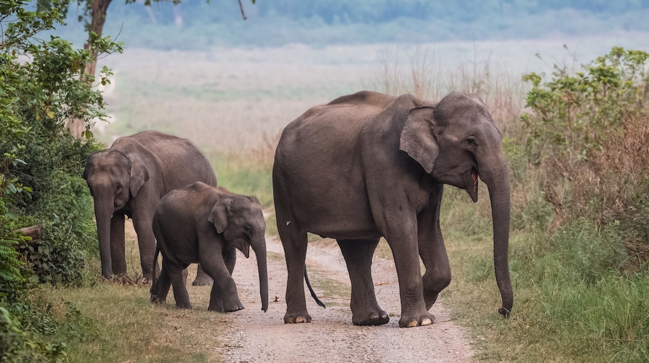 Glass, Plastic Waste in Elephant Dung Shock Researchers in Uttarakhand