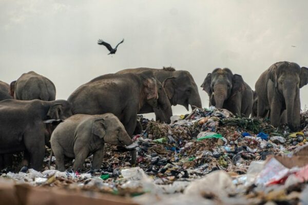 Glass, Plastic Waste in Elephant Dung Shock Researchers in Uttarakhand