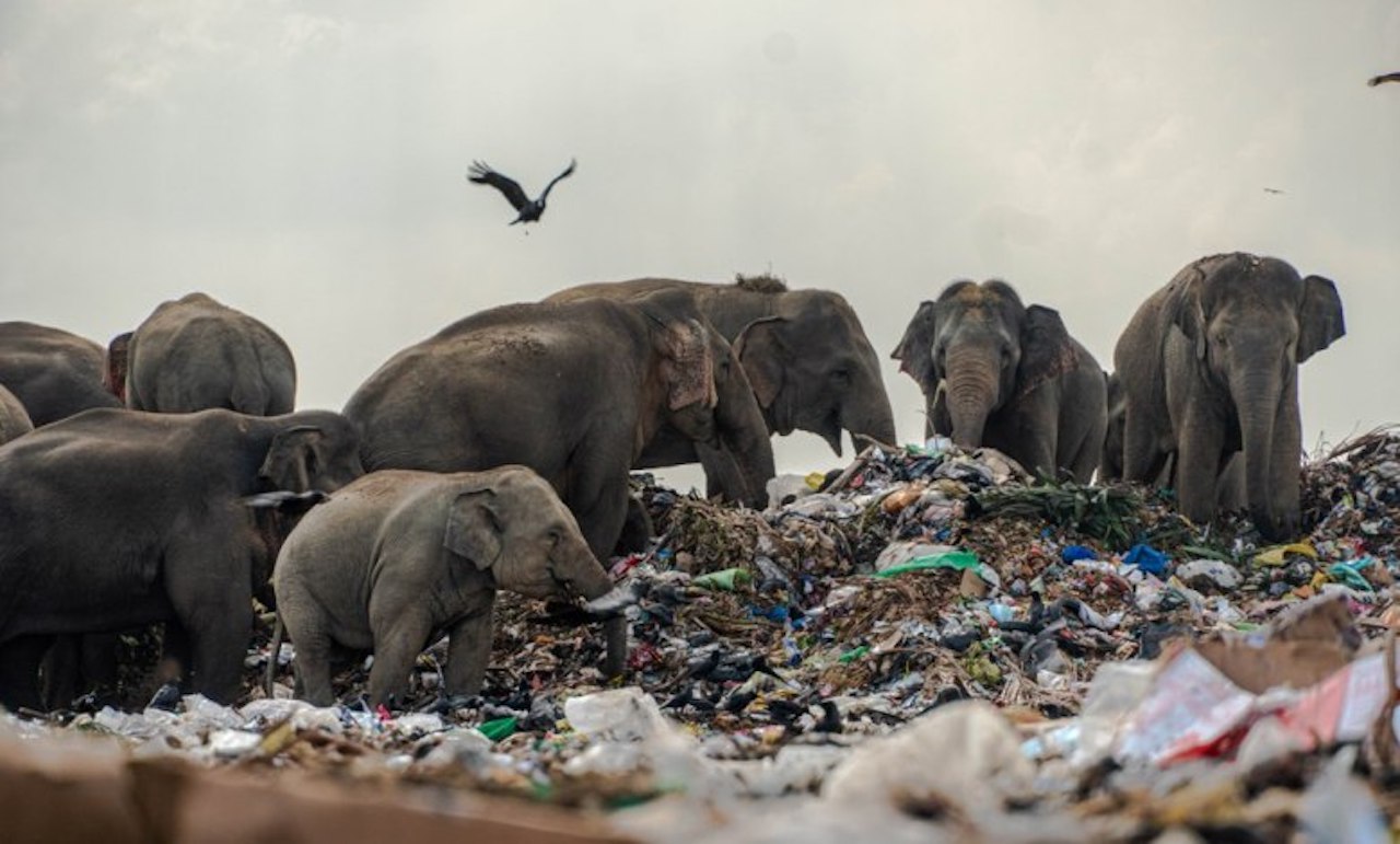 Glass, Plastic Waste in Elephant Dung Shock Researchers in Uttarakhand