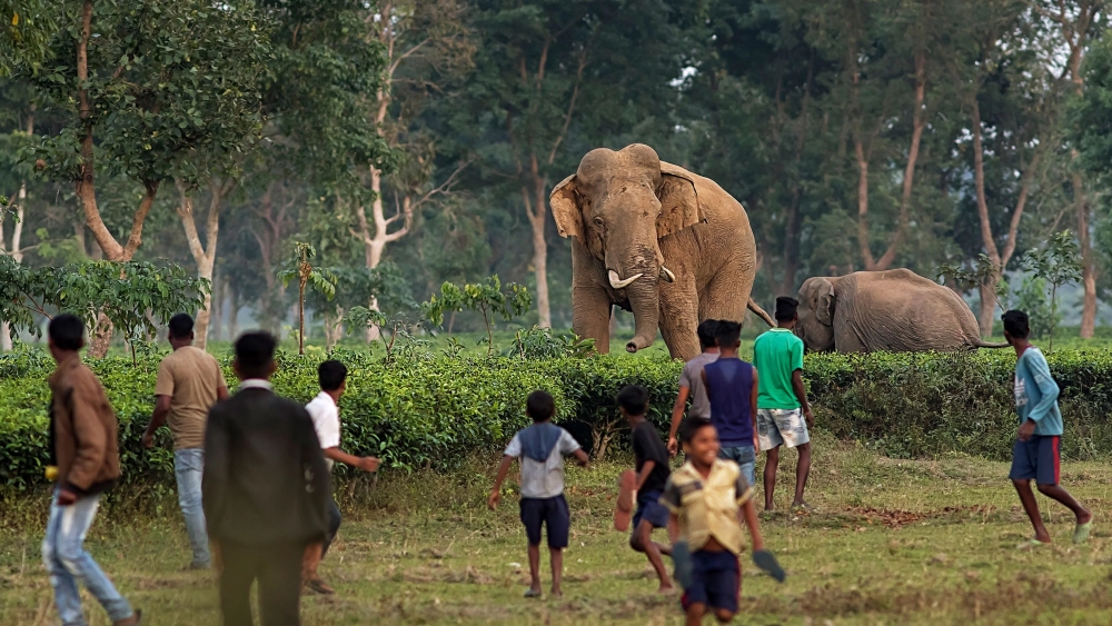 Human elephant conflict in India