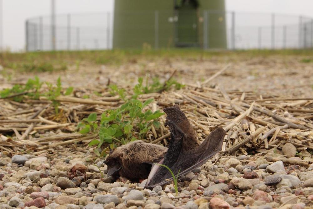 Increasing Deaths of Bats at Wind Turbines Impact Natural Food Chains