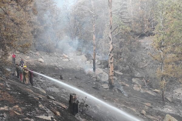 Massive Forest Fire in Kinnaur Devours Chilgoza Trees and Other Flora